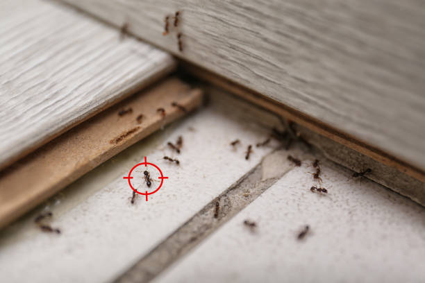 Best Affordable Pest Control Services  in Beverly, MA
