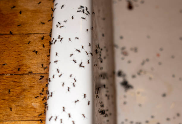 Best Residential Pest Control  in Beverly, MA