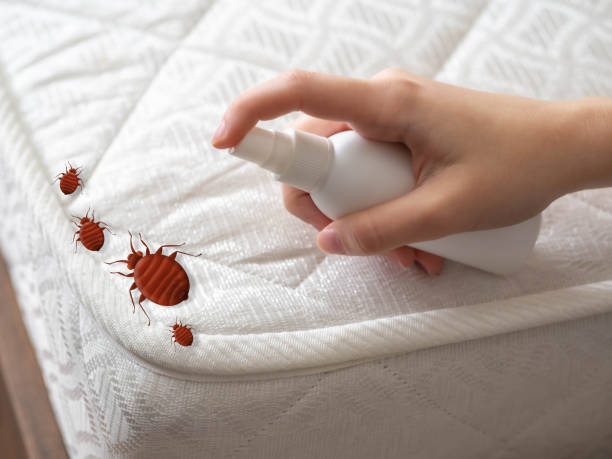 Best Pest Inspection Near Me  in Beverly, MA