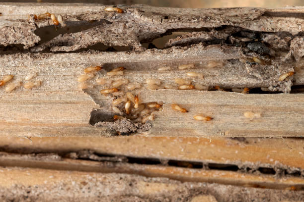 Best Emergency Pest Control  in Beverly, MA